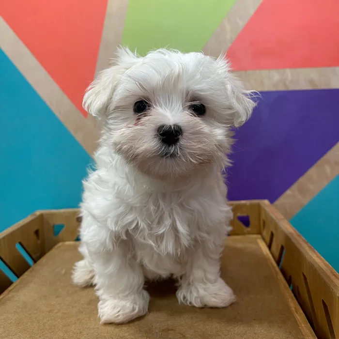 Male Maltese puppy named Casper for sale at Petland Joplin.