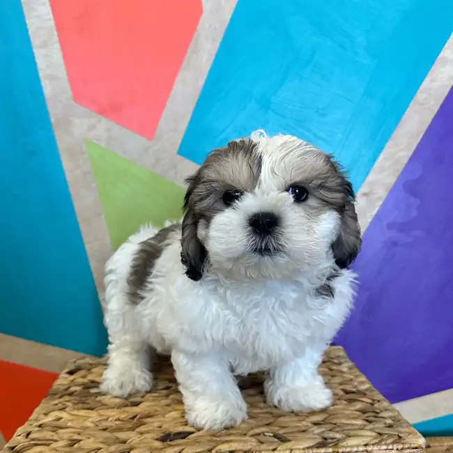 Male Teddy Bear puppy named Carl for sale at Petland Rogers.
