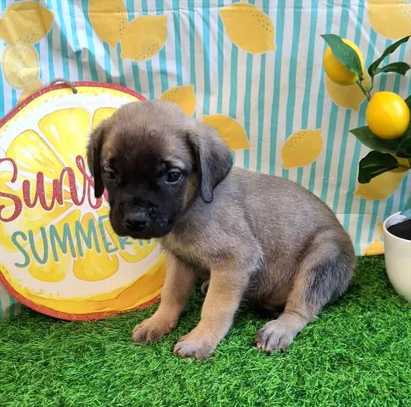Male English Mastiff puppy for sale at Petland Rogers.