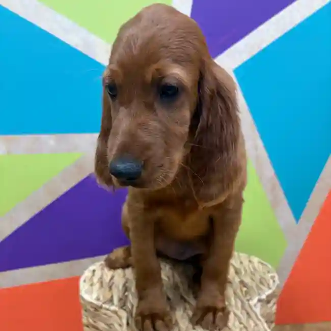Female Irish Setter puppy named Scarlett for sale at Petland Wichita West.