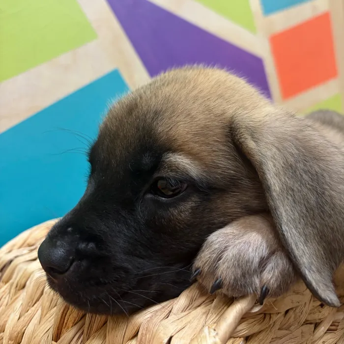 Male English Mastiff puppy named Leonard for sale at Petland Wichita West.