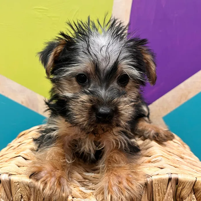 Male Morkie puppy named Meatloaf for sale at Petland Wichita West.