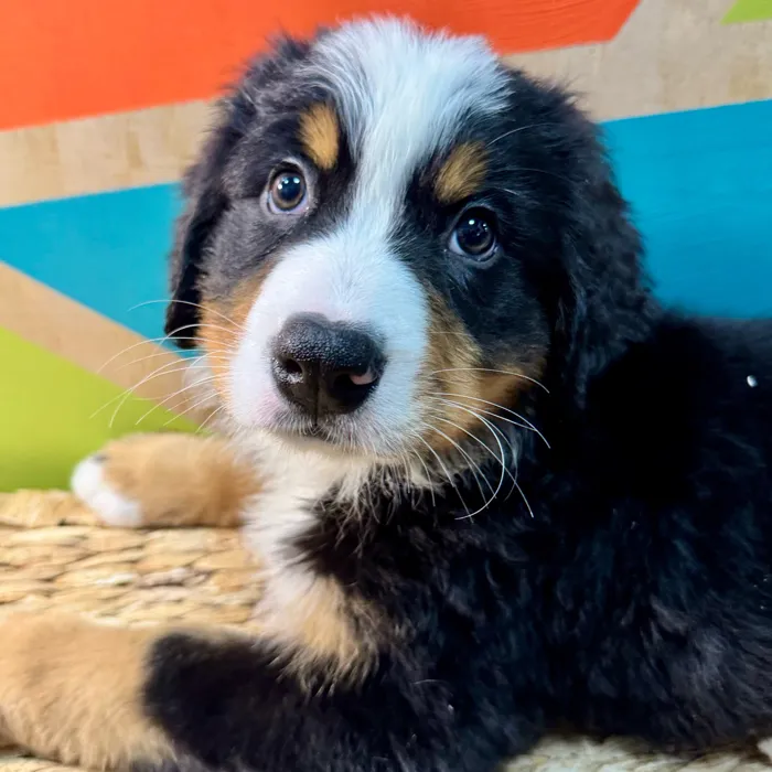 Male Bernese Mountain Dog puppy named Benny for sale at Petland Rogers.