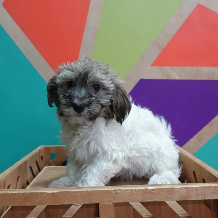 Male Havanese puppy named Harold for sale at Petland Joplin.