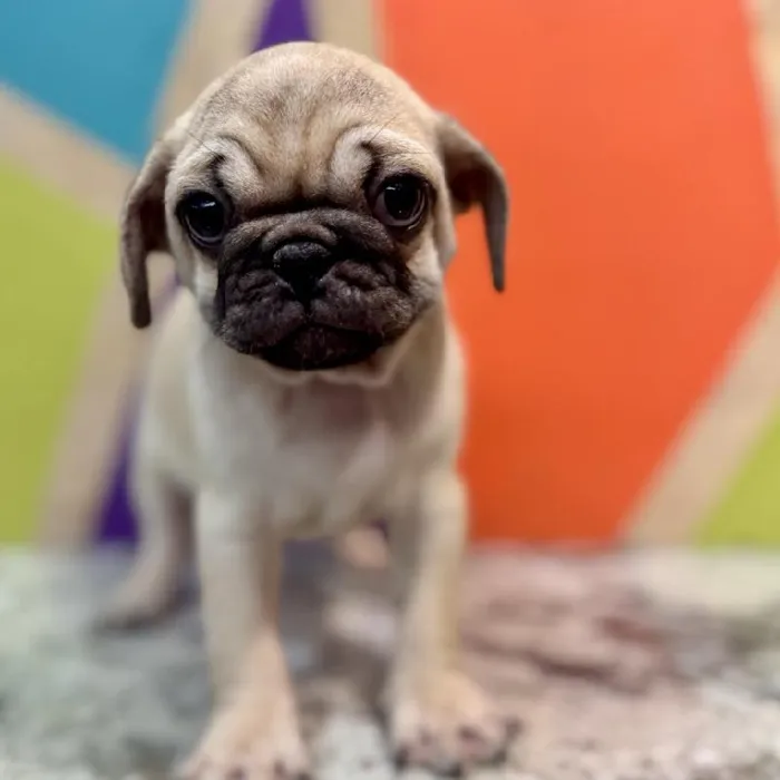Male Pug puppy named Dale for sale at Petland Rogers.