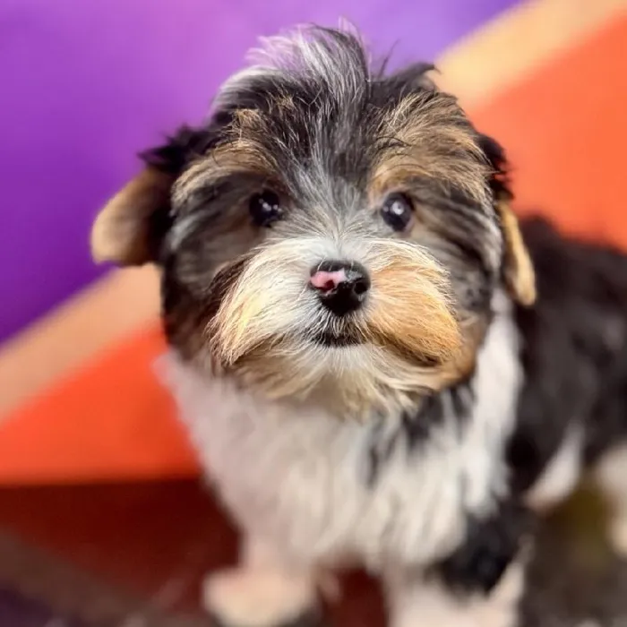 Male Biewer Terrier puppy named Benny for sale at Petland Fayetteville.