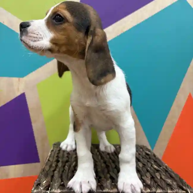 Female Beagle puppy named Phoebe for sale at Petland Wichita West.