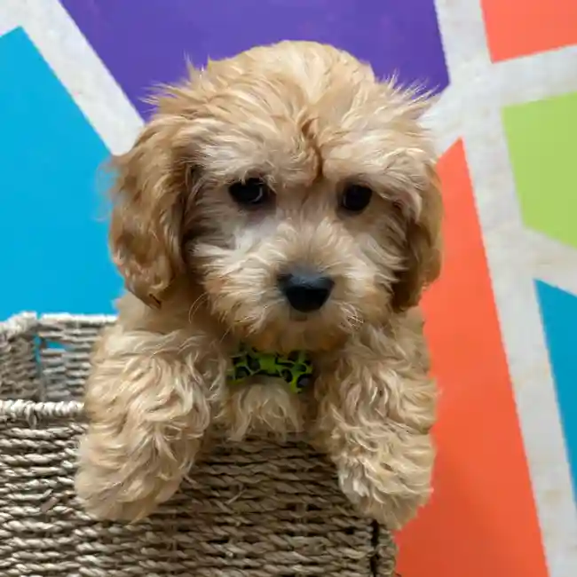 Male Cavapoo puppy named Tobias for sale at Petland Wichita West.