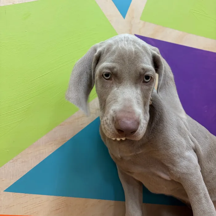 Female Weimaraner puppy named Eloise for sale at Petland Wichita West.
