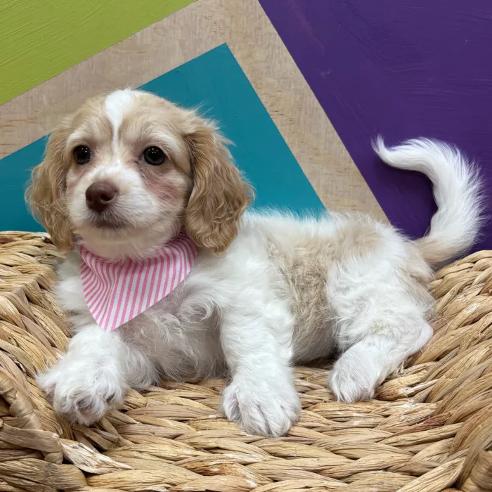 Female Shipoo puppy named Fifi for sale at Petland Wichita West.