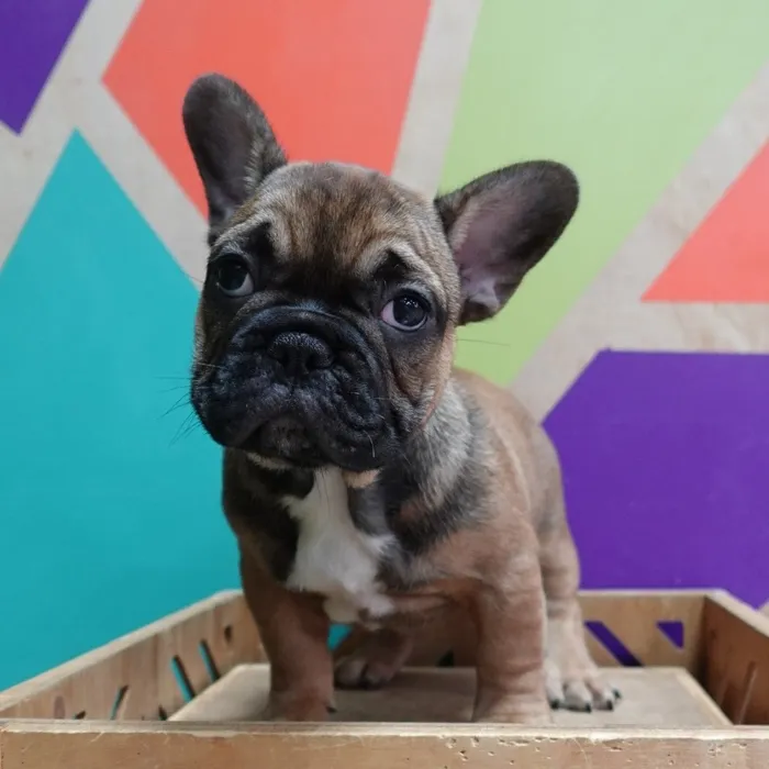 Male French Bulldog puppy named Gregory for sale at Petland Wichita West.