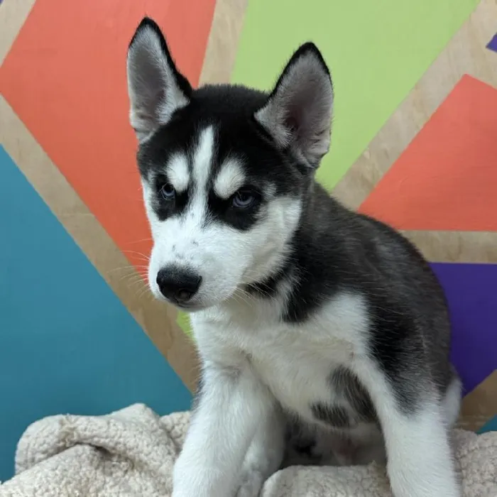 Male Siberian Husky puppy named Domino for sale at Petland Fayetteville.