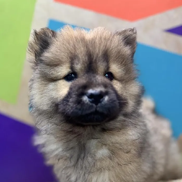 Female Chow Chow puppy named Lulu for sale at Petland Rogers.