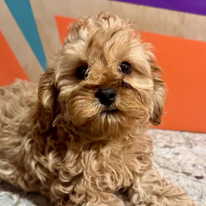 Male Cavapoo puppy named Henry for sale at Petland Fayetteville.