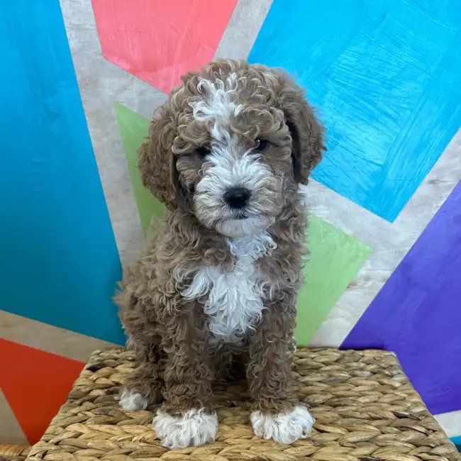 Male Mini Poodle puppy named Rover for sale at Petland Rogers.