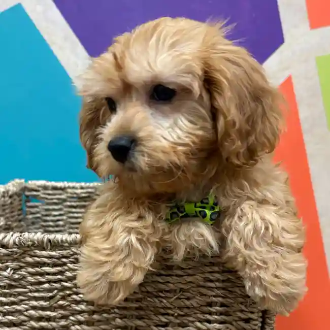 Male Cavapoo puppy named Tobias for sale at Petland Wichita West.