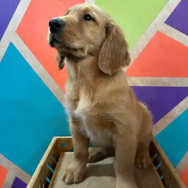 Male Golden Retriever puppy named Harvey for sale at Petland Joplin.