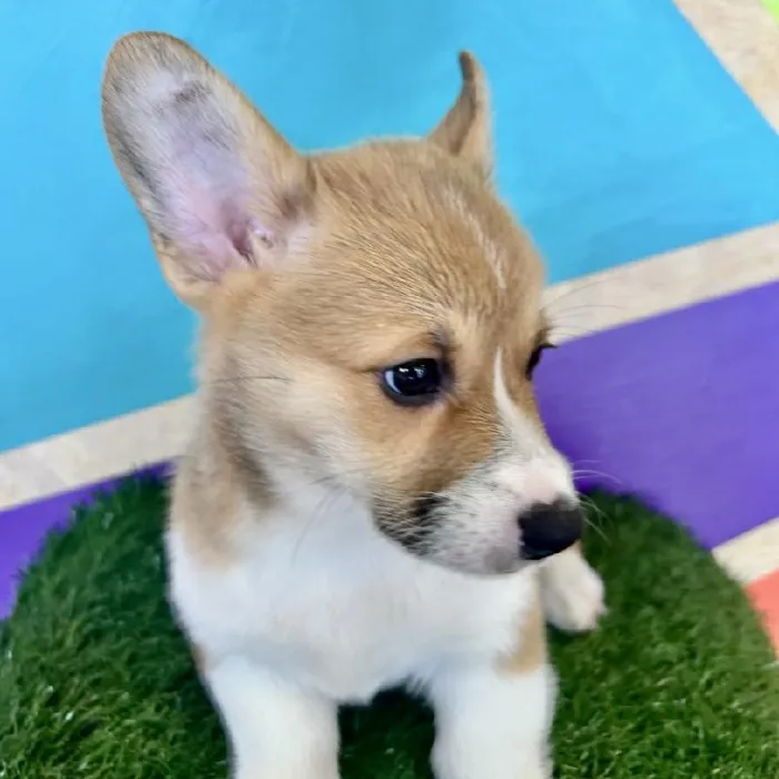 Male Pembroke Welsh Corgi puppy named Thomas for sale at Petland Fayetteville.