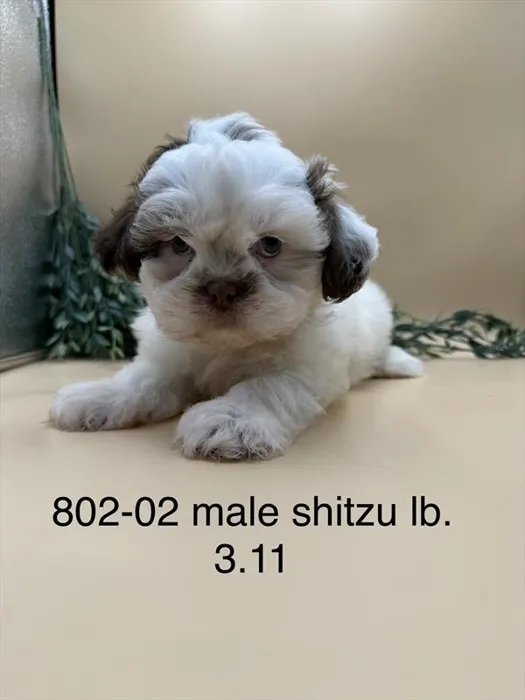 Male Shih Tzu puppy for sale at Petland Joplin.