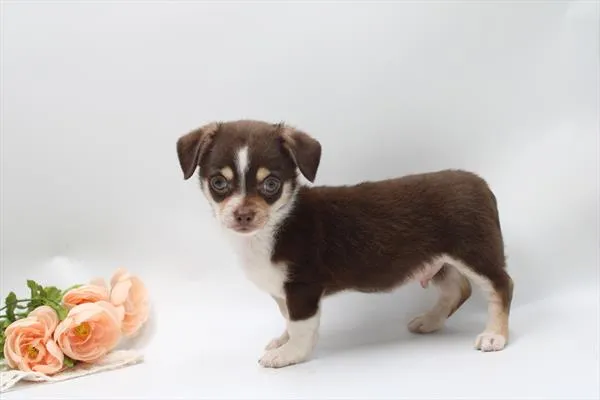 Male Chihuahua puppy for sale at Petland Rogers.