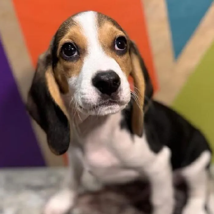 Male Beagle puppy named Bagel for sale at Petland Rogers.