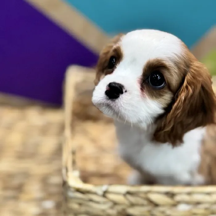 Female Cavalier King Charles Spaniel puppy named Kardi for sale at Petland Rogers.