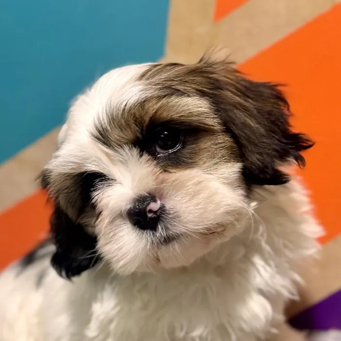 Male Shih Tzu puppy named Derick for sale at Petland Fayetteville.
