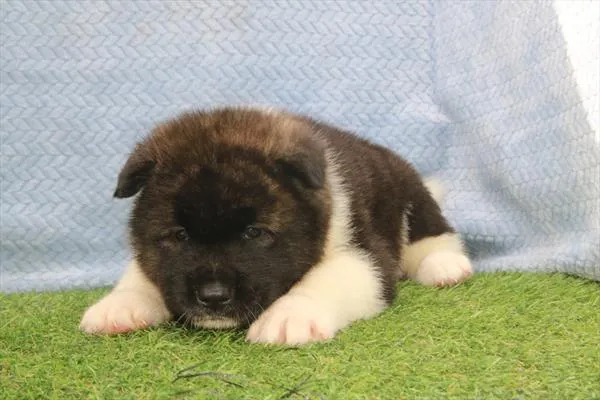 Male Akita puppy for sale at Petland Joplin.