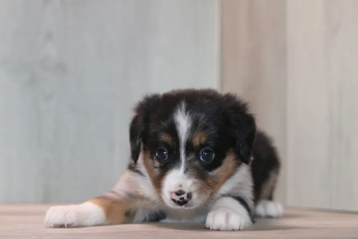 Female Mini Aussiedoodle puppy for sale at Petland Joplin.