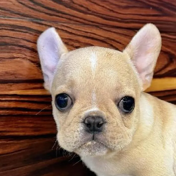 Female French Bulldog puppy named Latte for sale at Petland Joplin.