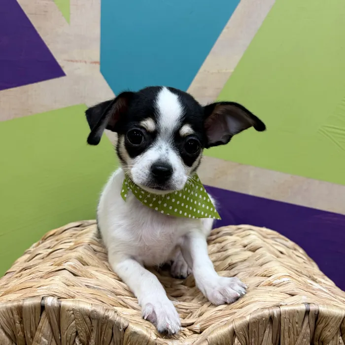 Male Chihuahua puppy named Casper for sale at Petland Wichita West.