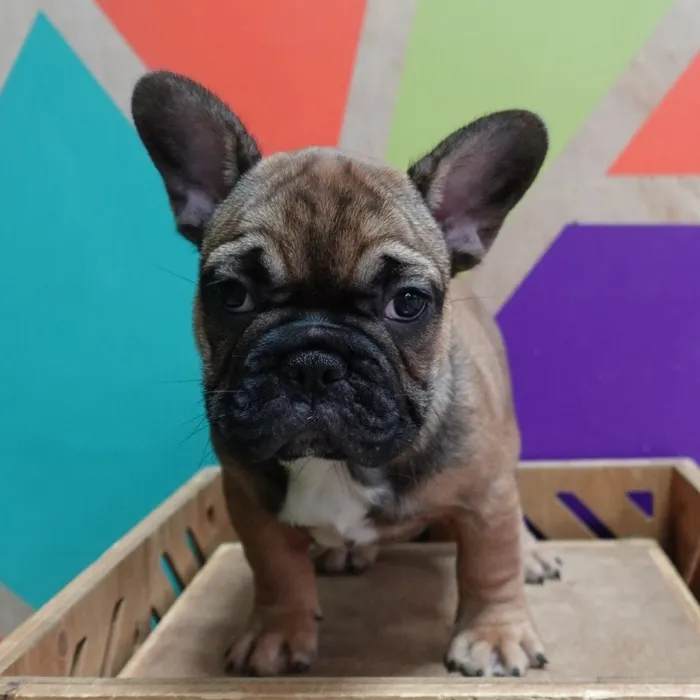 Male French Bulldog puppy named Gregory for sale at Petland Wichita West.
