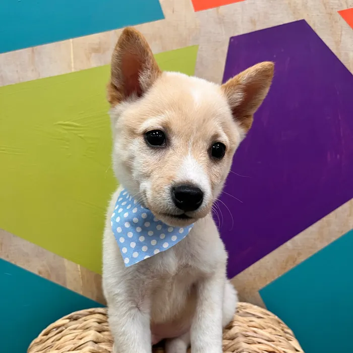Male Shiba Inu puppy named Bingo for sale at Petland Wichita West.