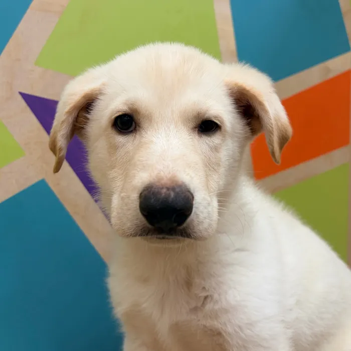 Male German Shepherd puppy named Barry for sale at Petland Wichita West.