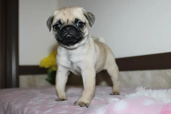 Female Pug puppy for sale at Petland Rogers.