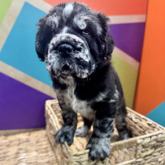 Male Mini Hippo puppy named Harry for sale at Petland Rogers.