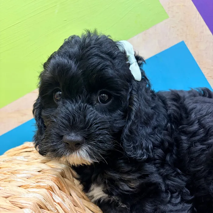 Female Cavapoo puppy named Critter for sale at Petland Wichita West.
