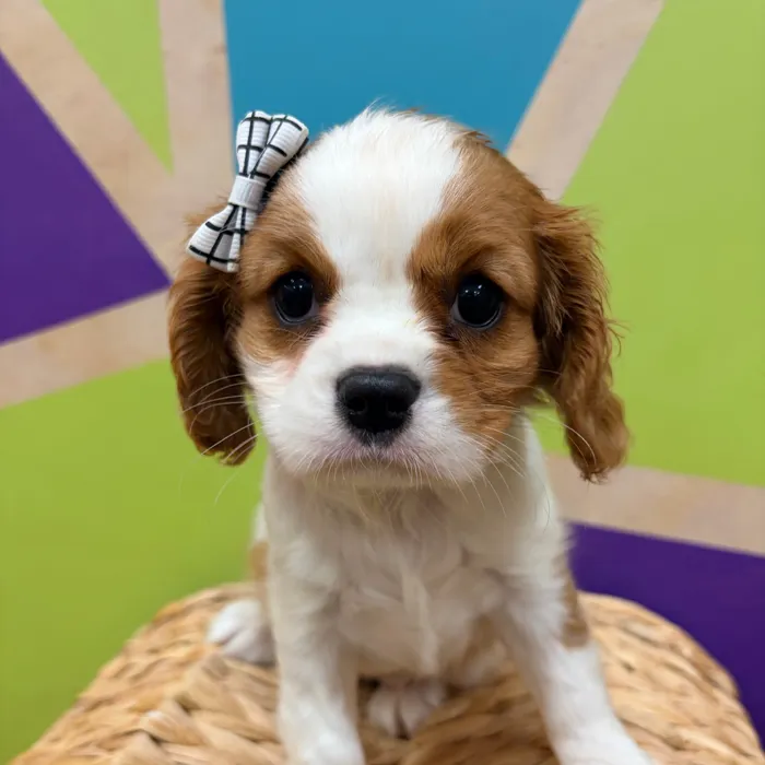 Female Cavalier King Charles Spaniel puppy named Phylis for sale at Petland Wichita West.