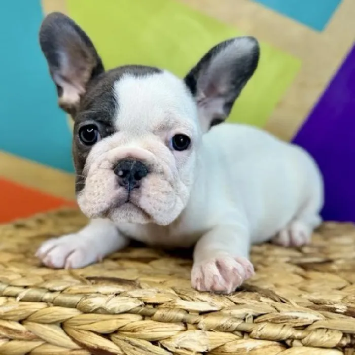 Female French Bulldog puppy named Tater for sale at Petland Rogers.
