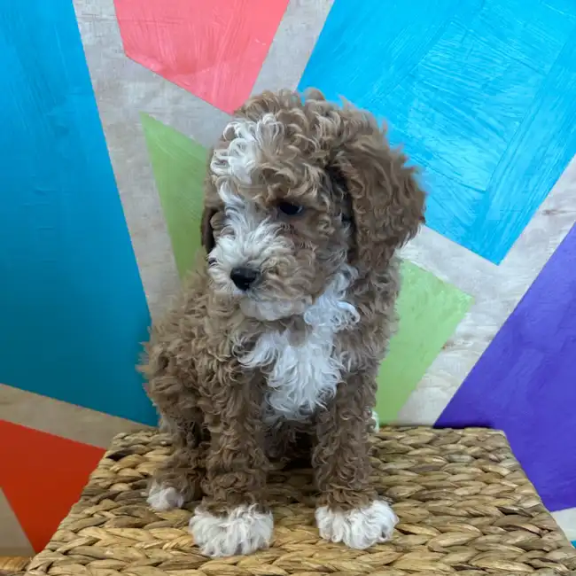 Male Mini Poodle puppy named Rover for sale at Petland Rogers.