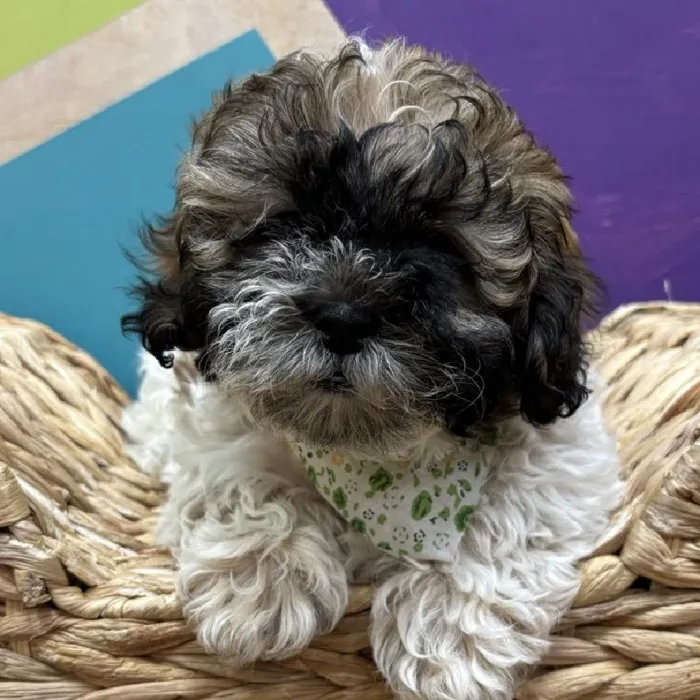 Female Teddy Bear puppy named Willow for sale at Petland Wichita West.