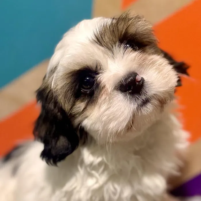 Male Shih Tzu puppy named Derick for sale at Petland Fayetteville.