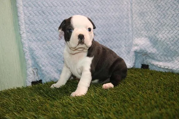 Female Boston Terrier puppy for sale at Petland Rogers.