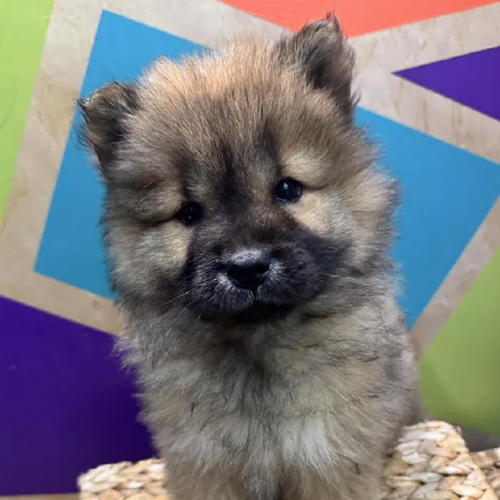 Female Chow Chow puppy named Lulu for sale at Petland Rogers.