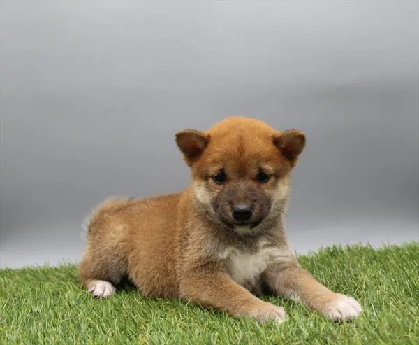 Male Shiba Inu puppy named Koy for sale at Petland Rogers.