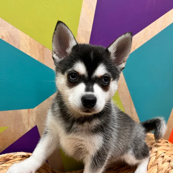 Male Alaskan Klee Kai puppy named Karter for sale at Petland Wichita West.