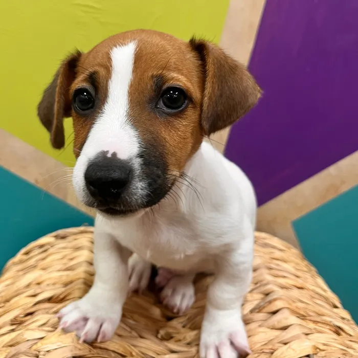 Male Jack Russell Terrier puppy named Jonas for sale at Petland Wichita West.