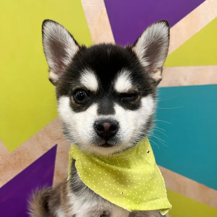 Male Alaskan Klee Kai puppy named Michael for sale at Petland Wichita West.