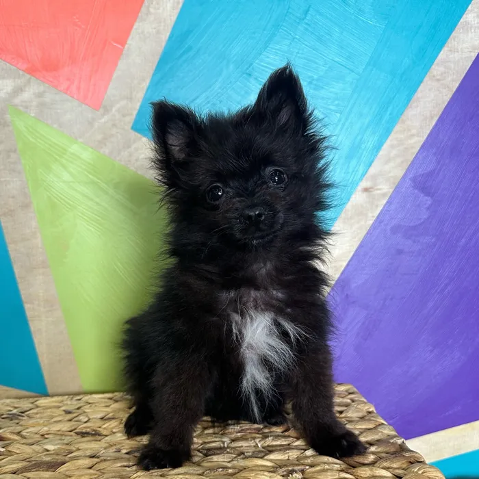 Female Pomeranian puppy named Penny for sale at Petland Rogers.