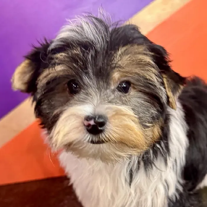 Male Biewer Terrier puppy named Benny for sale at Petland Fayetteville.